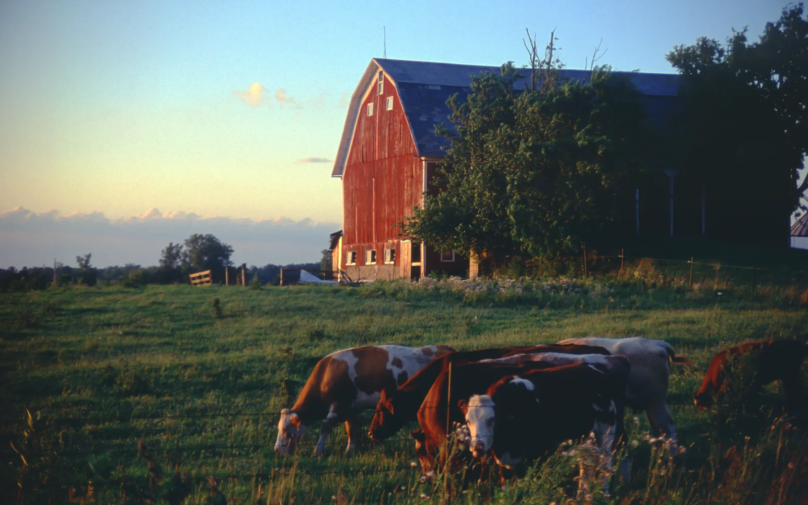 Dairy cows grazing in a pastoral landscape near a traditional farm barn